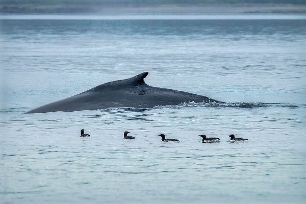 Humpback Whale-Ernest Sound-Wrangell-Alaska-USA